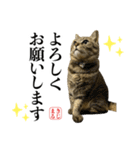 KIJIMARUスタンプ Part5（個別スタンプ：1）