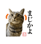 KIJIMARUスタンプ Part5（個別スタンプ：9）