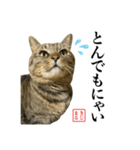 KIJIMARUスタンプ Part5（個別スタンプ：16）