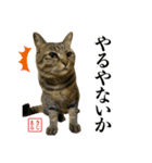 KIJIMARUスタンプ Part5（個別スタンプ：21）