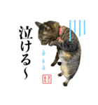 KIJIMARUスタンプ Part5（個別スタンプ：31）