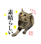 KIJIMARUスタンプ Part5（個別スタンプ：36）