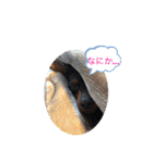 ミニピンスタンプDonnaちゃん（個別スタンプ：1）