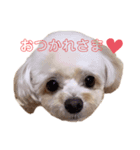 ポワン♡（個別スタンプ：7）