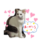アキとミミとジャッキーのスタンプ（個別スタンプ：13）
