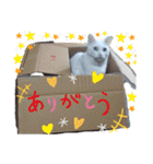 アキとミミとジャッキーのスタンプ（個別スタンプ：31）