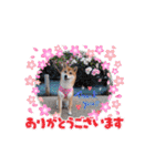 柴犬♀さくらの日常（個別スタンプ：2）