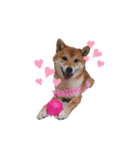 柴犬♀さくらの日常（個別スタンプ：3）