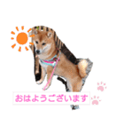 柴犬♀さくらの日常（個別スタンプ：4）