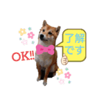 柴犬♀さくらの日常（個別スタンプ：6）