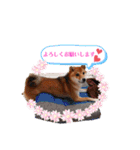 柴犬♀さくらの日常（個別スタンプ：7）