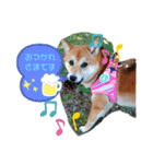 柴犬♀さくらの日常（個別スタンプ：8）
