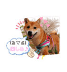 柴犬♀さくらの日常（個別スタンプ：9）
