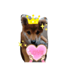 柴犬♀さくらの日常（個別スタンプ：10）
