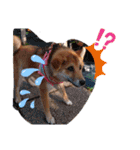 柴犬♀さくらの日常（個別スタンプ：11）