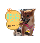 柴犬♀さくらの日常（個別スタンプ：12）