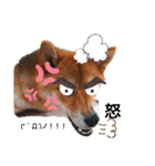 柴犬♀さくらの日常（個別スタンプ：13）