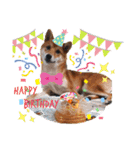 柴犬♀さくらの日常（個別スタンプ：15）