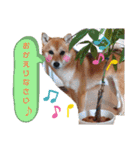 柴犬♀さくらの日常（個別スタンプ：16）