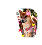 柴犬♀さくらの日常（個別スタンプ：17）