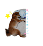 柴犬♀さくらの日常（個別スタンプ：18）