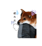柴犬♀さくらの日常（個別スタンプ：19）