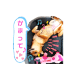 柴犬♀さくらの日常（個別スタンプ：20）