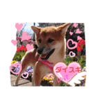 柴犬♀さくらの日常（個別スタンプ：21）