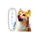 柴犬♀さくらの日常（個別スタンプ：22）