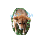柴犬♀さくらの日常（個別スタンプ：23）