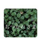 ボタニカル大きな文字スタンプ（個別スタンプ：7）
