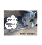 サラちゃん⑤（個別スタンプ：12）