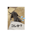 サラちゃん⑤（個別スタンプ：16）