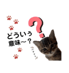 アイラブねこ（個別スタンプ：1）