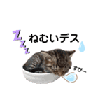 アイラブねこ（個別スタンプ：3）