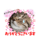 アイラブねこ（個別スタンプ：4）