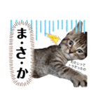 アイラブねこ（個別スタンプ：7）
