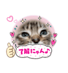 アイラブねこ（個別スタンプ：13）