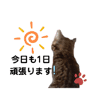 アイラブねこ（個別スタンプ：15）