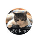 うちんちのこどもたち2（個別スタンプ：3）