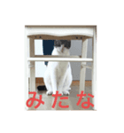 うちんちのこどもたち2（個別スタンプ：5）