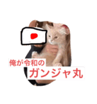 猫ちゃん丸（個別スタンプ：7）
