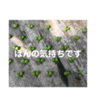 my love ♡（個別スタンプ：35）