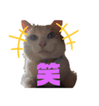 どーぶつとかぞく（個別スタンプ：12）