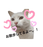 どーぶつとかぞく（個別スタンプ：13）