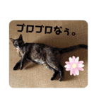 どーぶつとかぞく（個別スタンプ：14）