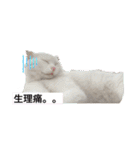 どーぶつとかぞく（個別スタンプ：18）