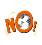 猫こむぎこはく3（個別スタンプ：3）