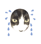 猫こむぎこはく3（個別スタンプ：4）