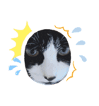 猫こむぎこはく3（個別スタンプ：5）